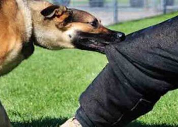 लाइकेंथ्रोपी बीमारी से गुजर रहा 11 साल का मासूम, कुत्तों जैसी करता हरकतें, मां बाप को देख भौंकने लगता, जानए क्या है यहा बीमारी