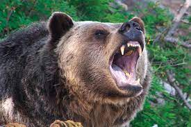 Bear Attack : राज्य के इस क्षेत्र में महिला पर तीन भालुओं ने किया जानलेवा हमला, गंभीर रुप से घायल