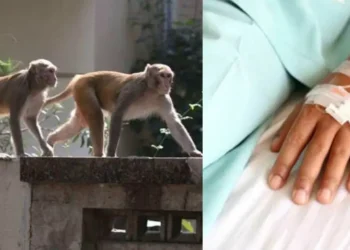 उत्तराखंड में बंदर ने काटा तो मिलेगा मुआवजा, सुरक्षा को लेकर एक बड़ा फैसला