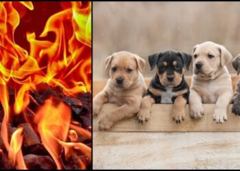  इन्शानियत हुआ शर्मशार! :युवक ने कुत्ते के चार बच्चों को तंदूर में जिंदा जलाया, केस दर्ज