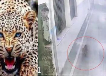 यह बेस अस्पताल में घुसा गुलदार, मौके पर मची अफरा-तफरी