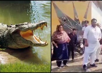 यह गांव में दिखे तीन मगरमच्छ, लोगों में दहशत, घरवाले बच्चों को नहीं भेज रहे बाहर