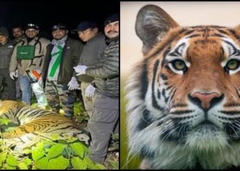 रामनगर : पकड़ा गया आदमखोर बाघ, अबतक तीन महिलाओं की ले चुका जान, लोगों ने ली राहत की सांस