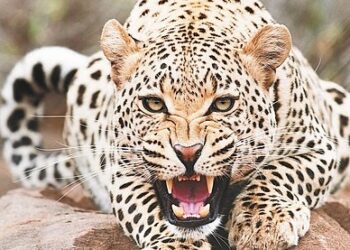 खूंखार गुलदार की दहशत ; कई बच्चों को निवाला बनाने वाले आदमखोर गुलदार को वन विभाग ने दिए मारने के आदेश