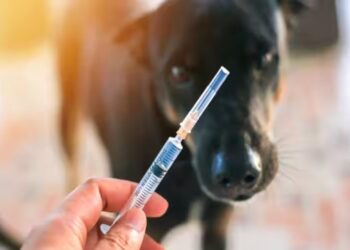 नैनीताल: बाघ और गुलदारों को बचाने के लिए कुत्तों का किया जाएगा वैक्सीनेशन, जाने वजह