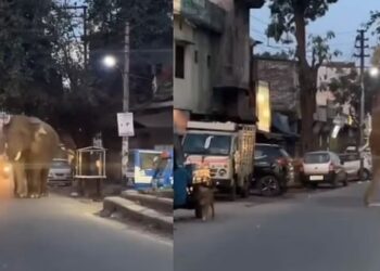 यह बीच सड़क में आ धमका हाथी…लोगों में मचा हड़कप, मची अफरा तफरी