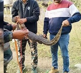 यह गड्ढे में गिरा मगरमच्छ, सूचना मिलते ही मौके पर पहुंची वन विभाग की टीम, किया रेस्क्यू