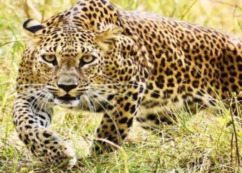 यह गुलदार का आतंक, गोशाला में घुसकर गायों को बना रहा निवाला