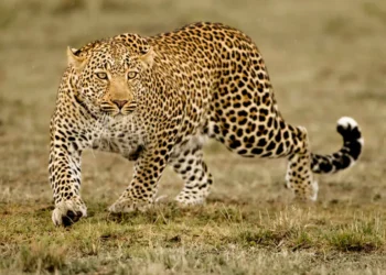 Uttarakhand: इस जिले में दिन दोपहर में आ धमका तेंदुआ, लोगों में दहशत