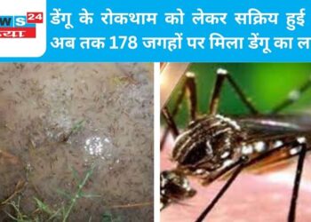 डेंगू के रोकथाम को लेकर सक्रिय हुई टीम, अब तक 178 जगहों पर मिला डेंगू का लार्वा