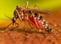 Dengue: डेंगू रोकथाम के लिए प्रभावी कदम उठायें सीएमओः डॉ. धन सिंह रावत