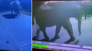 डोईवाला मार्ग पर मादा हाथी सक्रिय, वन विभाग अलर्ट